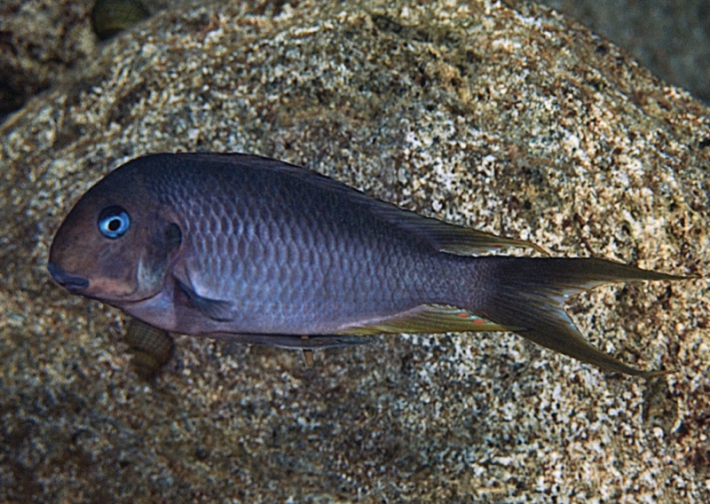 Tropheus polli 'Luagala Point'